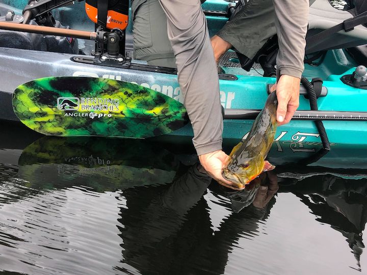 NorthWest Kayak Anglers - Featured How To article: Kayak Springer Fishing  for Dummies