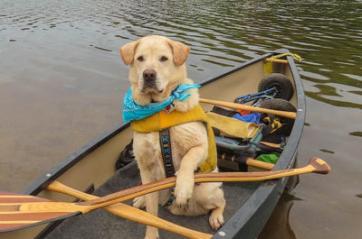 How to Canoe and Kayak with Your Dog