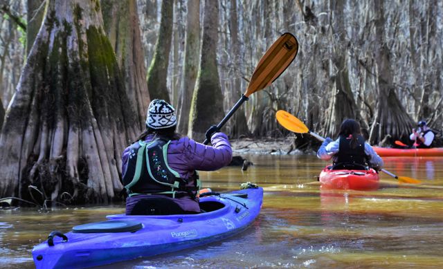 Paddling in Sparkleberry Swamp, South Carolina