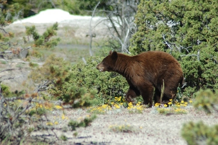 Canoe Camping: Bear Safety