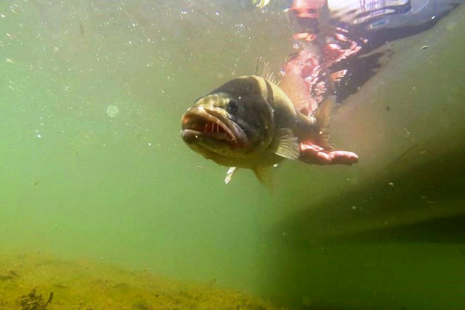 Catch and Release or Hook‘em and Cook‘em?