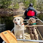 Photo of the BB Special wooden canoe paddle resting on the side of the canoe towards the stern with two dogs sitting in the middle