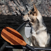 navigator paddle laid across bow of canoe with dog looking to the left